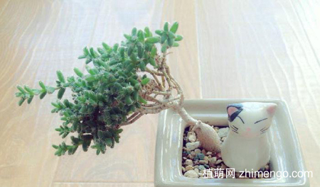 姬红小松怎么养，姬红小松养护方法