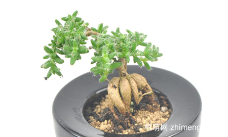 姬红小松怎么养，姬红小松养护方法