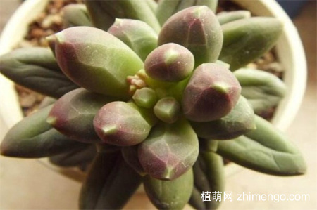 千代田之松徒长怎么办，千代田之松徒长的处理方法