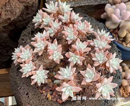 仙女杯白菊怎么养，这6点要做好