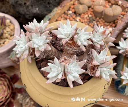 仙女杯白菊怎么养，这6点要做好