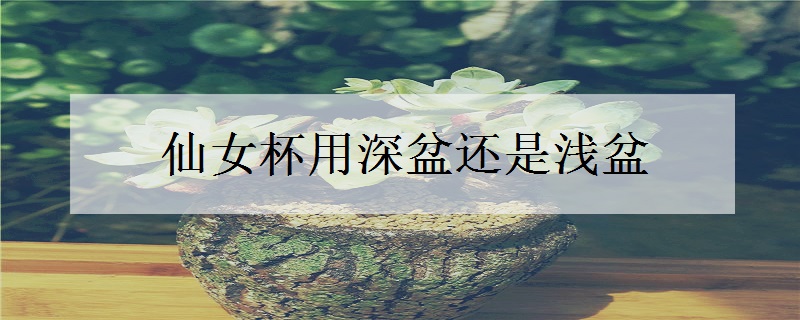 仙女杯要深盆还是浅盆 用哪个更好
