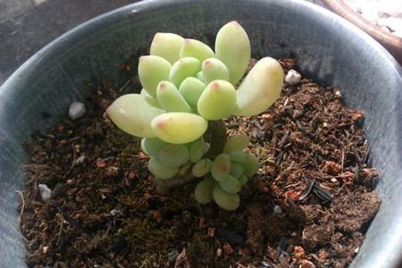 凝脂莲的病虫害及防治方法