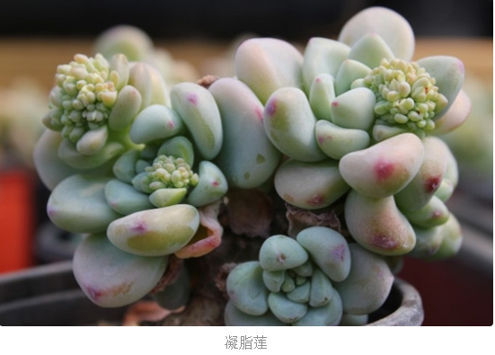 凝脂莲有香味吗 和劳尔罗琦的区别