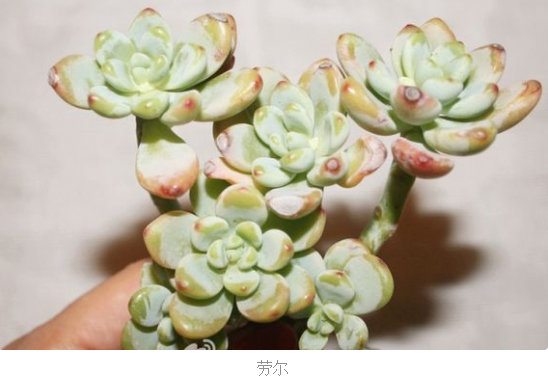 凝脂莲有香味吗 和劳尔罗琦的区别