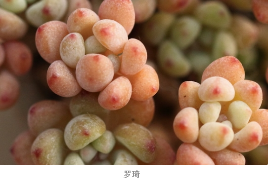 凝脂莲有香味吗 和劳尔罗琦的区别