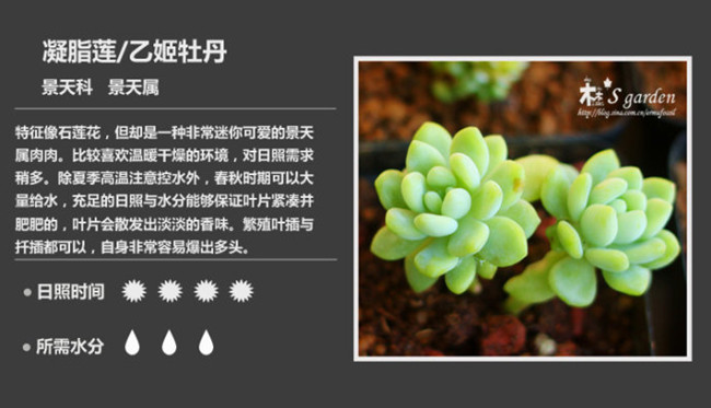 劳尔、凝脂莲，暗香疏影
