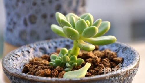 凝脂莲砍头的4个步骤