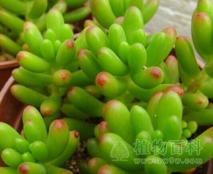 【认识玉米石】玉米石简介