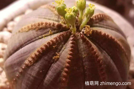 布纹球怎么养可以快速生根