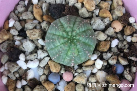 布纹球怎么养可以快速生根