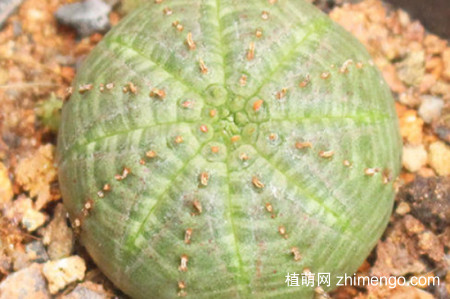 布纹球怎么养可以快速生根