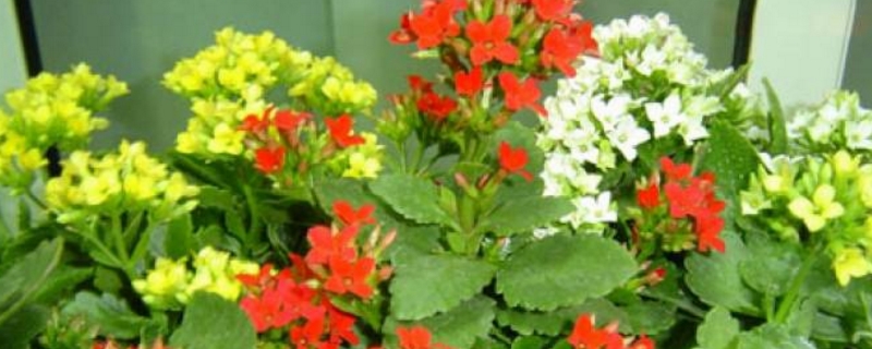 伽蓝菜怎么养护