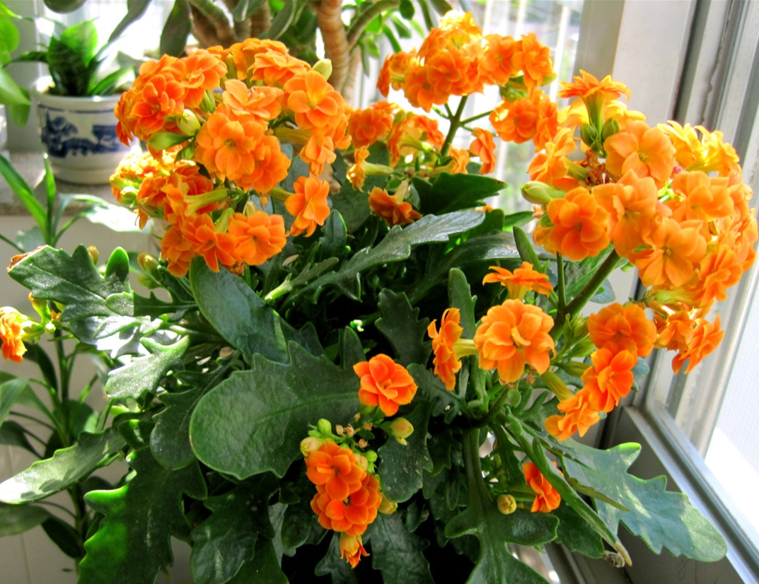 伽蓝菜的花语