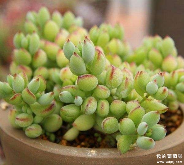 多肉达摩福娘怎么养