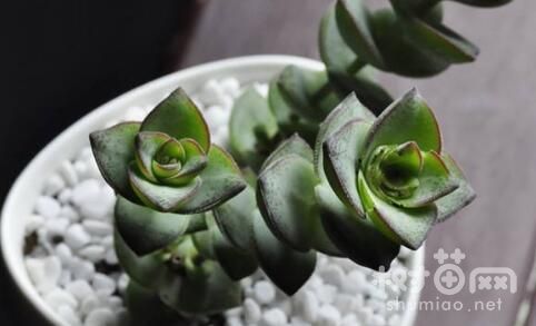 星王子的5种浇水方法