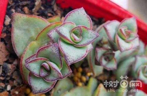 星王子的5种浇水方法
