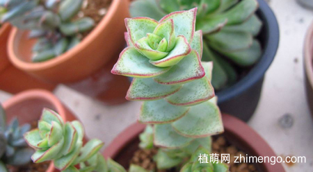 星王子怎么养，星王子养殖方法与注意事项