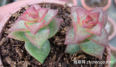 星王子怎么养，星王子养殖方法与注意事项