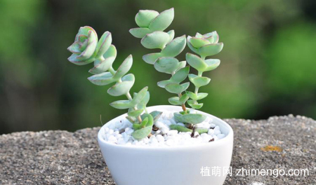 星王子怎么养，星王子养殖方法与注意事项