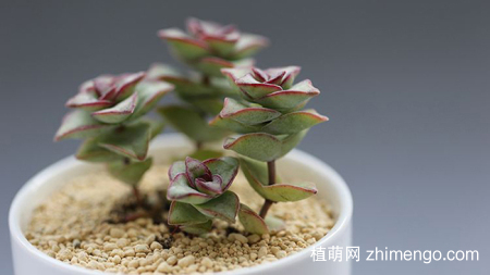 星王子怎么养，星王子养殖方法与注意事项