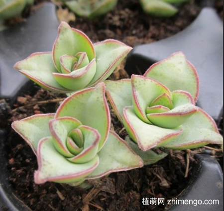 星王子怎么养，星王子养殖方法与注意事项