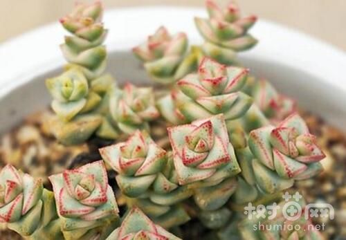 星王子的养殖方法