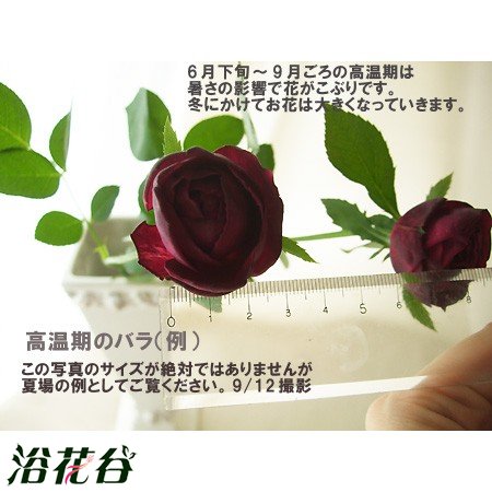 皇宫和王子的区别（图）