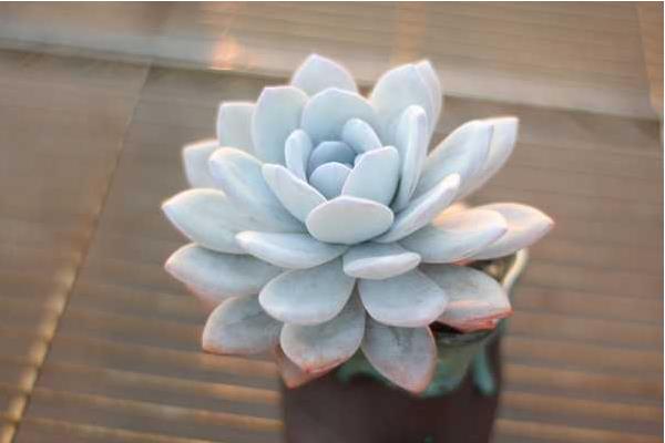 多肉雪莲怎么养 雪莲多肉植物有哪些颜色