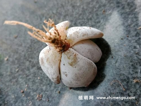 雪莲黑腐怎么挽救，雪莲黑腐处理方法