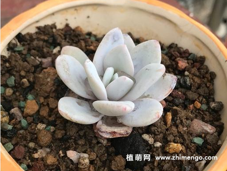 雪莲黑腐怎么挽救，雪莲黑腐处理方法
