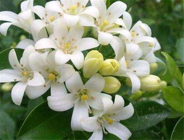 碧玉花的风水寓意 碧玉花怎么养
