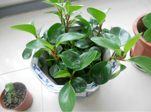 碧玉花的功效与作用如何 家养碧玉花居然有这么多好处