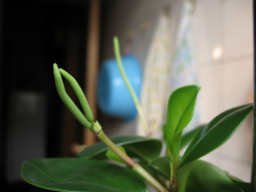碧玉花的功效与作用如何 家养碧玉花居然有这么多好处