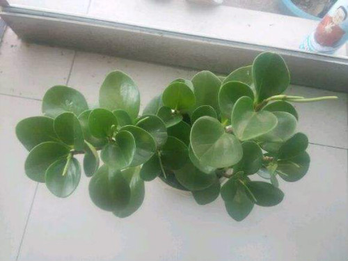 碧玉花的功效与作用如何 家养碧玉花居然有这么多好处