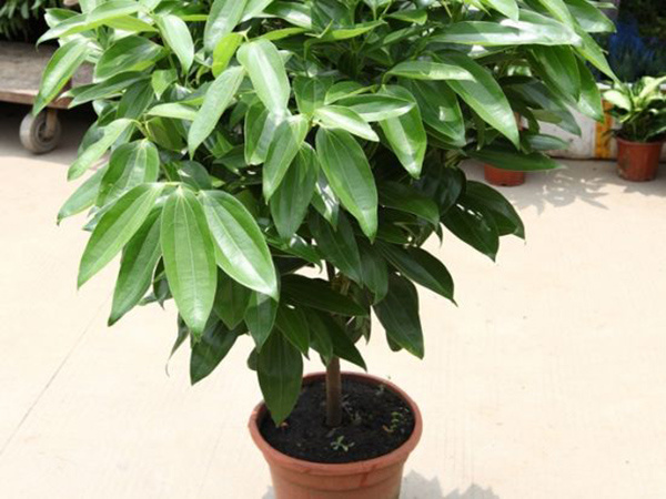 六种室内常见的大型盆栽植物 教你怎么养殖