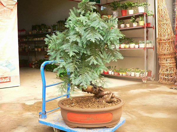 六种室内常见的大型盆栽植物 教你怎么养殖