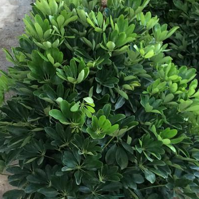 大型绿植怎么养 有哪些