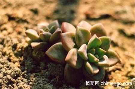 姬胧月掉叶子怎么办，是什么原因导致的