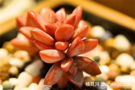 姬胧月掉叶子怎么办，是什么原因导致的