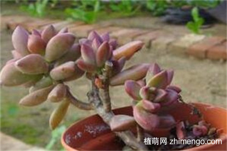 姬胧月掉叶子怎么办，是什么原因导致的