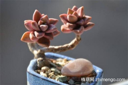 姬胧月掉叶子怎么办，是什么原因导致的