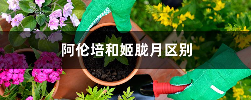 阿伦培和姬胧月区别