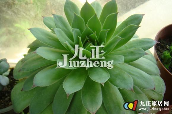 花叶寒月夜怎么养 花叶寒月夜的养殖方法