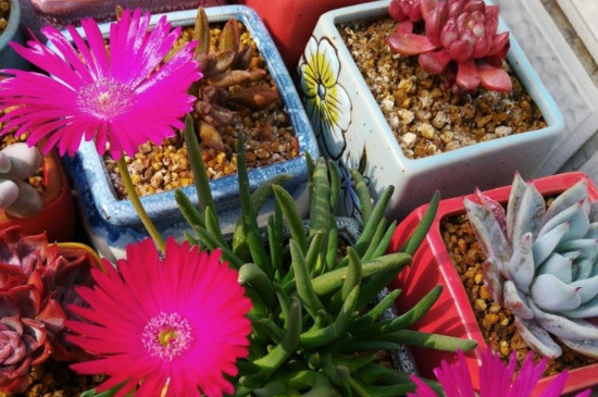 奔龙多肉植物春季开花