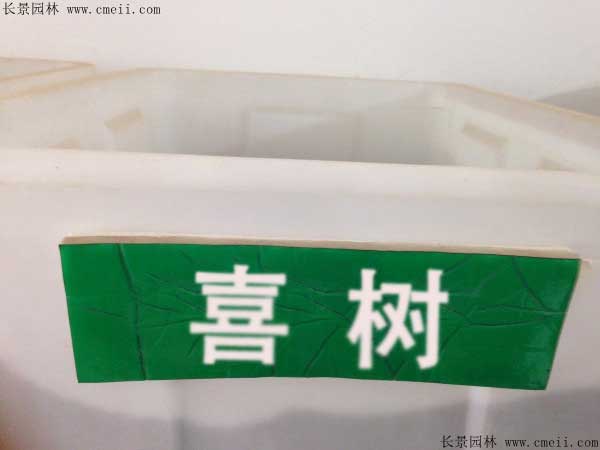 喜树种子几月播种最好？