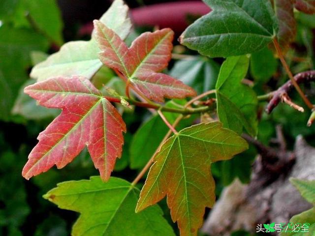 三角枫怎么播种繁殖？什么时候播种好？