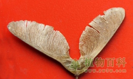 果实长着翅膀的三角枫