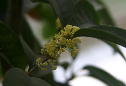 月桂什么时候开花，月桂的花期管理/花期3-5月