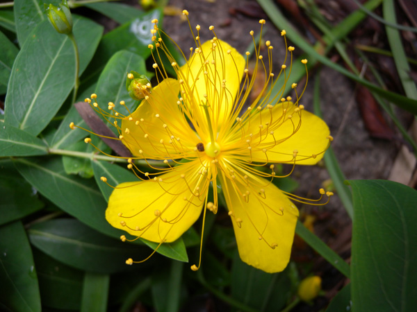 金丝桃花语是什么 金丝桃花语及花期分享